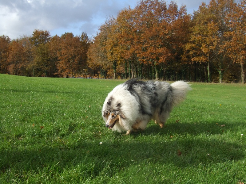 CH. Chanel silver swann de Comborcière