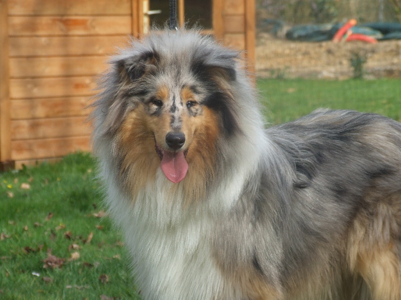 Flores lola de Comborcière