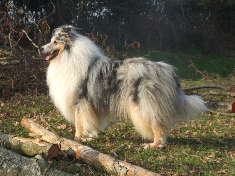 Publication : de Comborcière Auteur : Mireille Quirion ( 19-10-2010 )