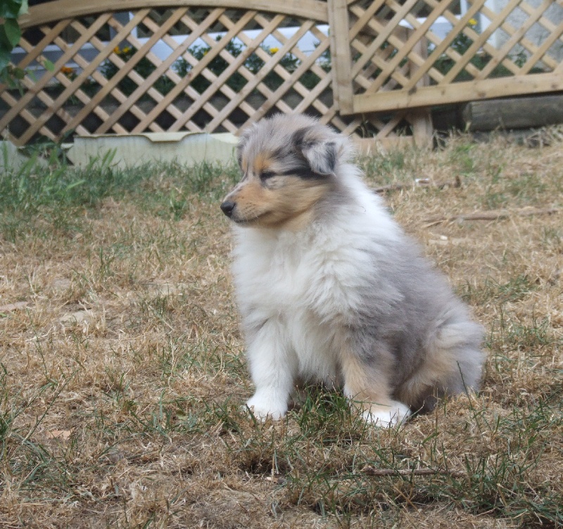 Flores lola de Comborcière