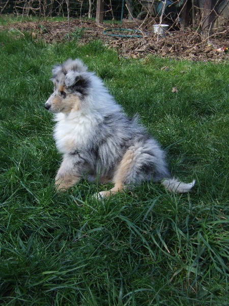 CH. Chanel silver swann de Comborcière