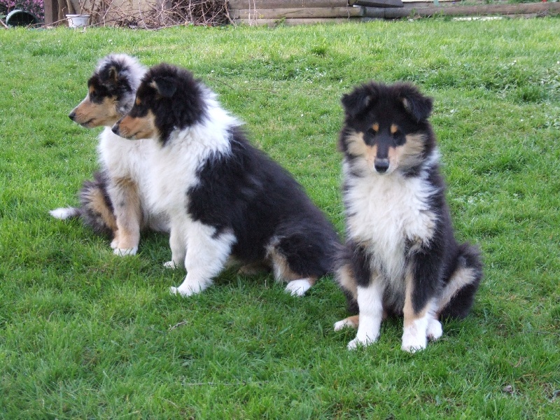 CH. Chanel silver swann de Comborcière