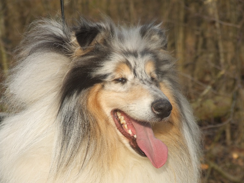 Publication : de Comborcière Auteur : Mireille Quirion ( 19-10-2010 )