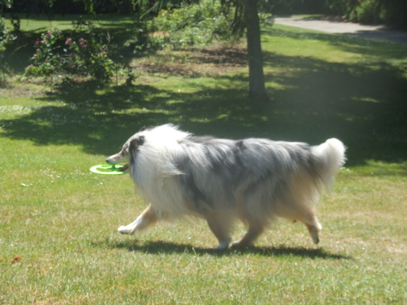 Publication : de Comborcière Auteur : Mireille Quirion ( 19-10-2010 )