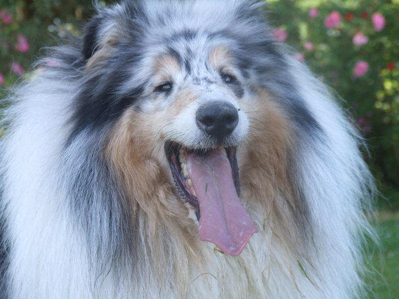 Publication : de Comborcière Auteur : Mireille Quirion ( 19-10-2010 )