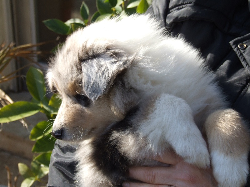 CH. Chanel silver swann de Comborcière