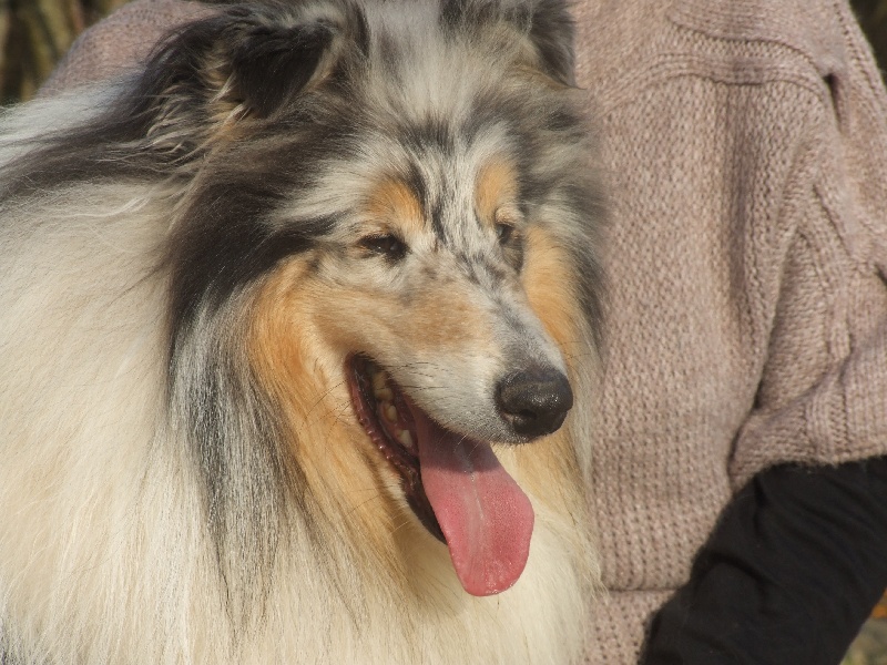 Publication : de Comborcière Auteur : Mireille Quirion ( 19-10-2010 )