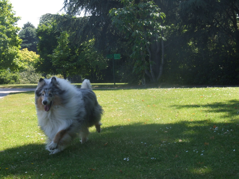 Publication : de Comborcière Auteur : Mireille Quirion ( 19-10-2010 )