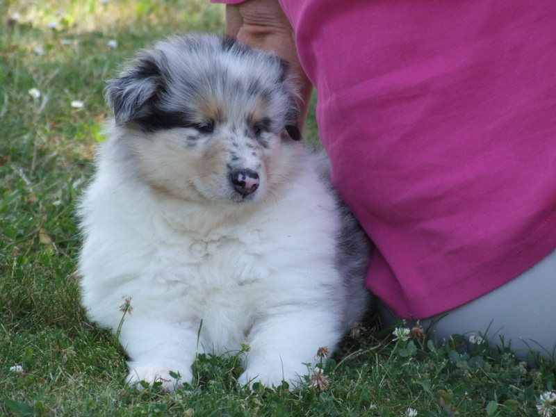 Ines de la fressange de Comborcière