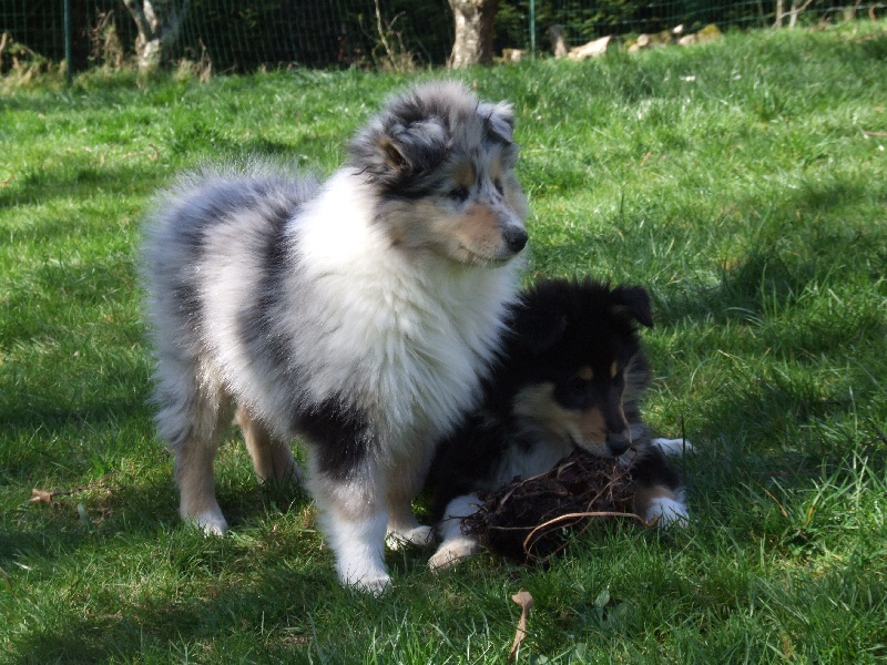 CH. Chanel silver swann de Comborcière