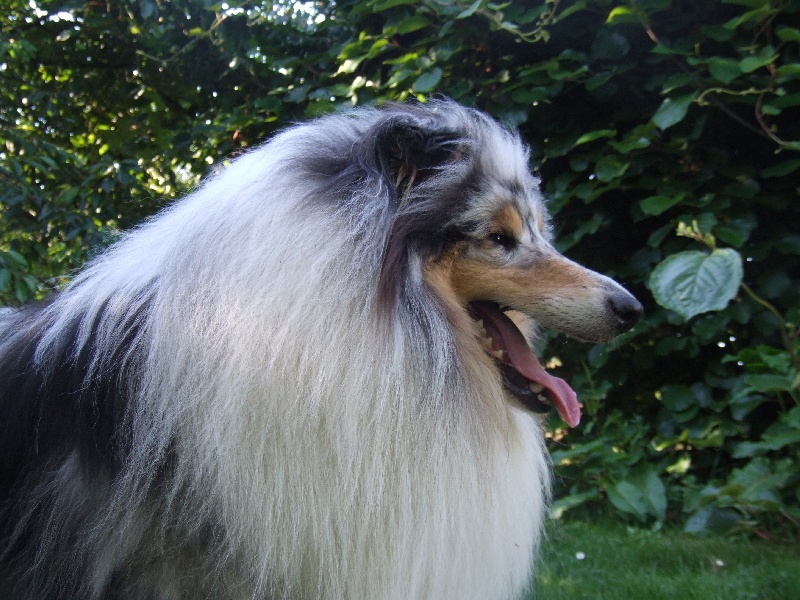 Publication : de Comborcière Auteur : Mireille Quirion ( 19-10-2010 )