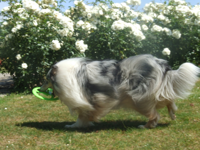 Publication : de Comborcière Auteur : Mireille Quirion ( 19-10-2010 )