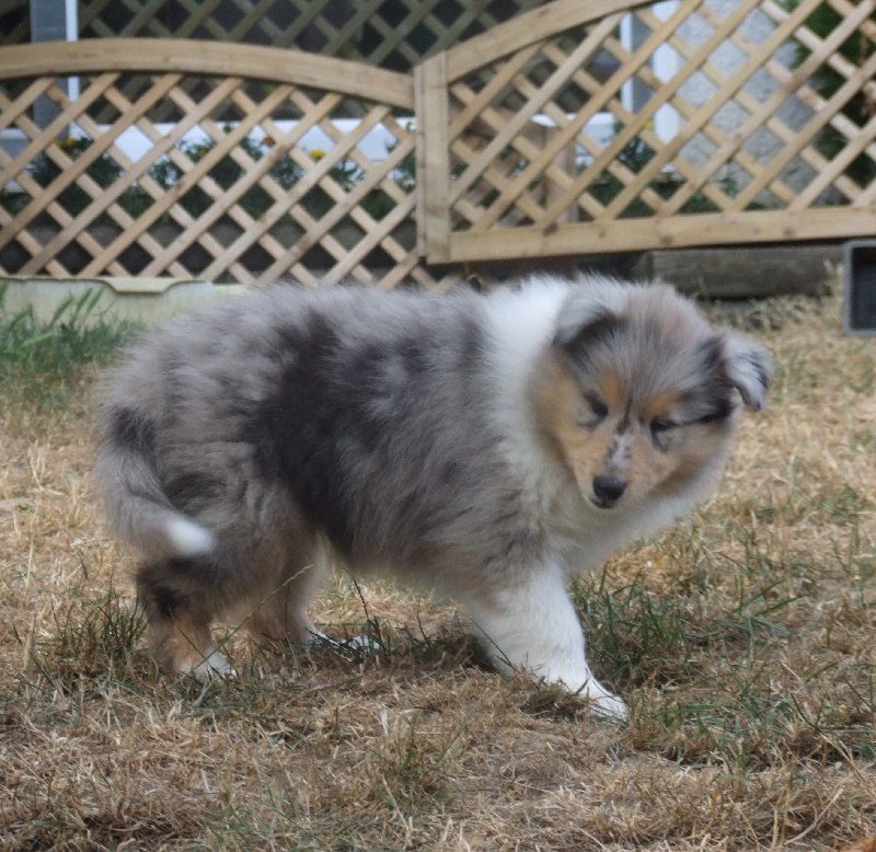 Flores lola de Comborcière