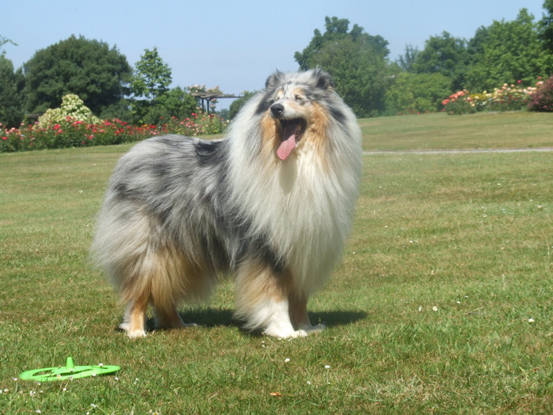 Publication : de Comborcière Auteur : Mireille Quirion ( 19-10-2010 )