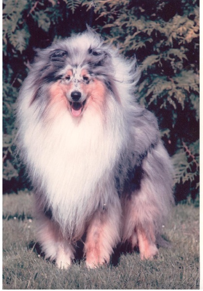 Publication : de Comborcière Auteur : Mireille Quirion ( 19-10-2010 )