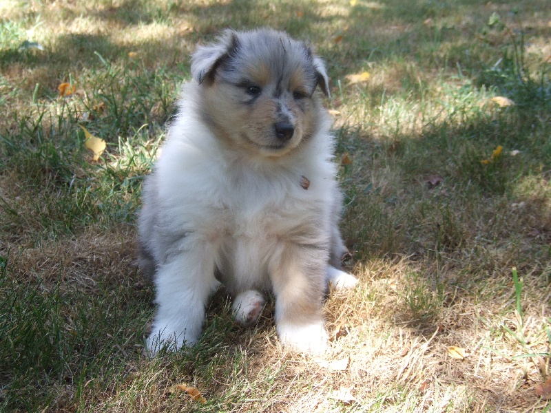 Flores lola de Comborcière