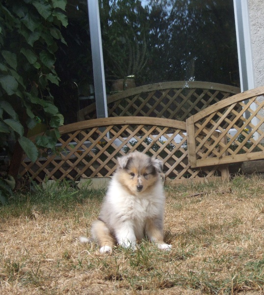 Flores lola de Comborcière