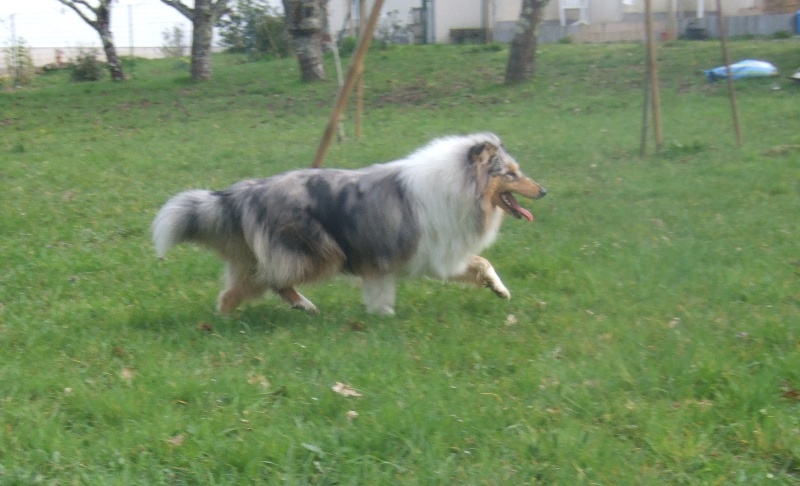 Flores lola de Comborcière