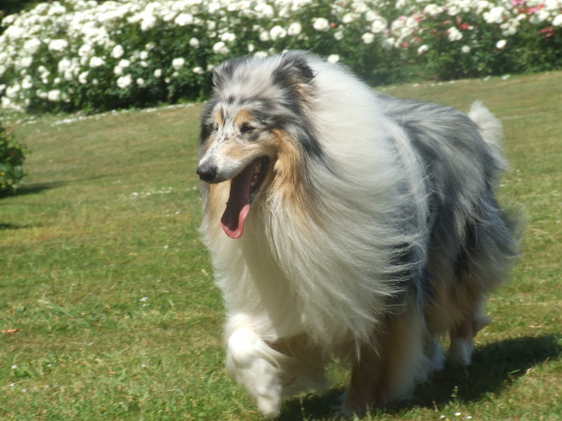 Publication : de Comborcière Auteur : Mireille Quirion ( 19-10-2010 )