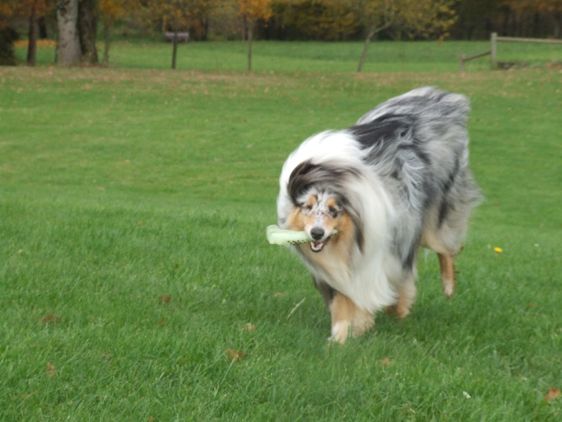 CH. Chanel silver swann de Comborcière