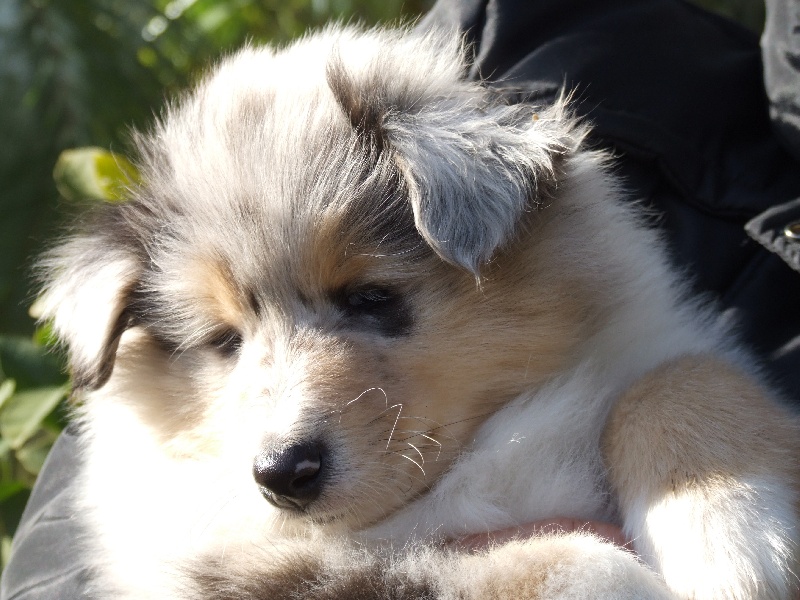 CH. Chanel silver swann de Comborcière