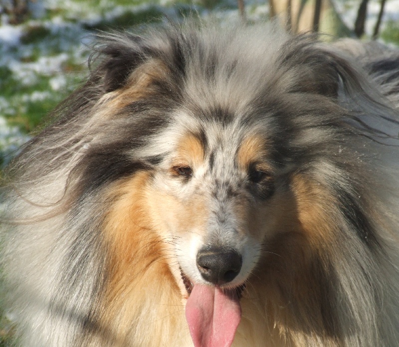 Publication : de Comborcière Auteur : Mireille Quirion ( 19-10-2010 )