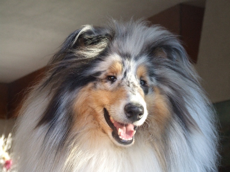 Publication : de Comborcière Auteur : Mireille Quirion ( 19-10-2010 )