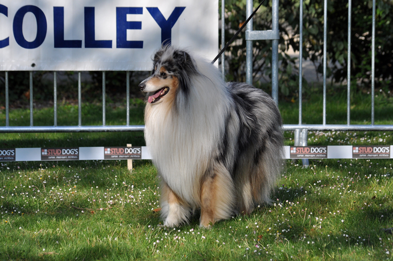 Publication : de Comborcière Auteur : Mireille Quirion ( 19-10-2010 )