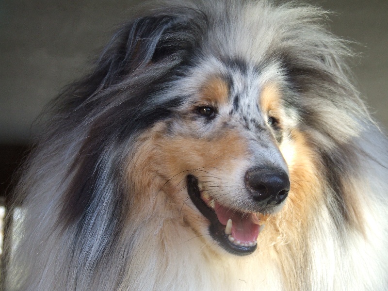 Publication : de Comborcière Auteur : Mireille Quirion ( 19-10-2010 )