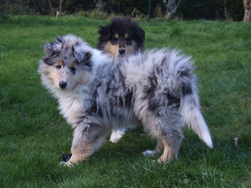 CH. Chanel silver swann de Comborcière