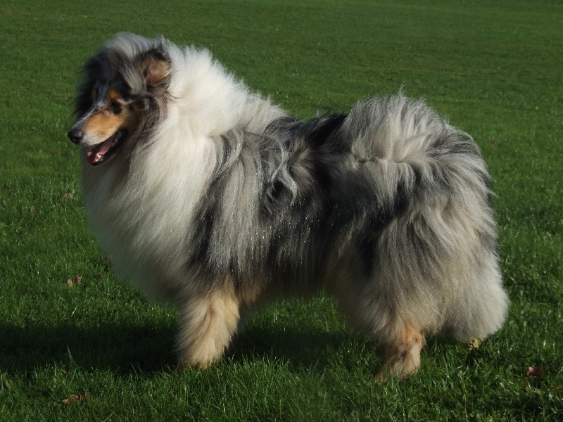 CH. Chanel silver swann de Comborcière