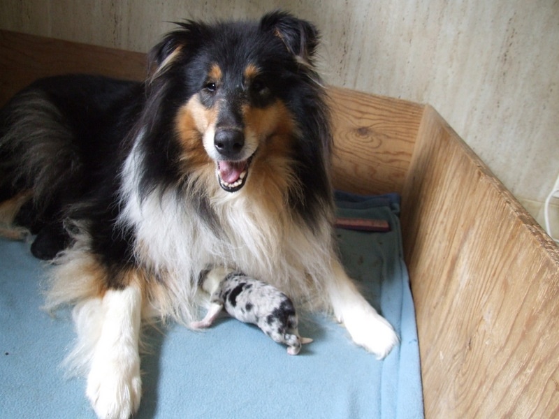 Ines de la fressange de Comborcière