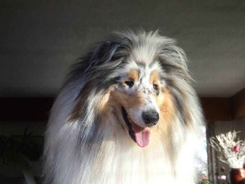 Publication : de Comborcière Auteur : Mireille Quirion ( 19-10-2010 )