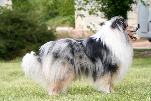 Publication : de Comborcière Auteur : Mireille Quirion ( 19-10-2010 )