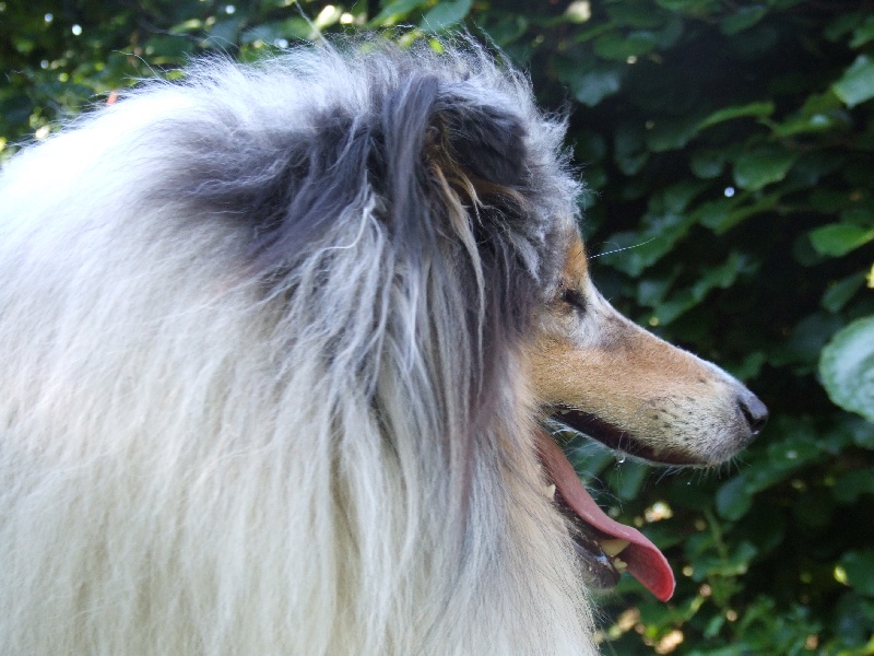 Publication : de Comborcière Auteur : Mireille Quirion ( 19-10-2010 )