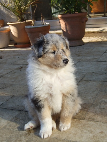 CH. Chanel silver swann de Comborcière