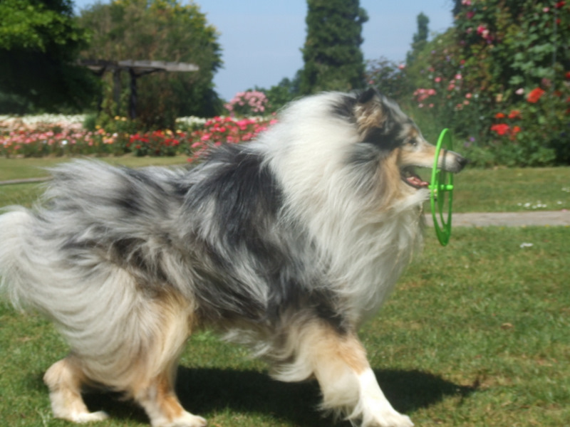 Publication : de Comborcière Auteur : Mireille Quirion ( 19-10-2010 )