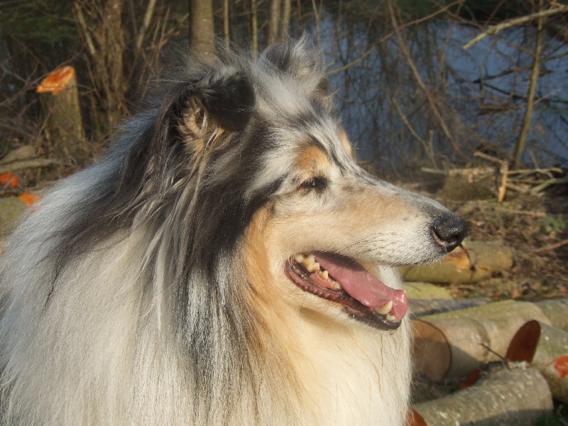 Publication : de Comborcière Auteur : Mireille Quirion ( 19-10-2010 )