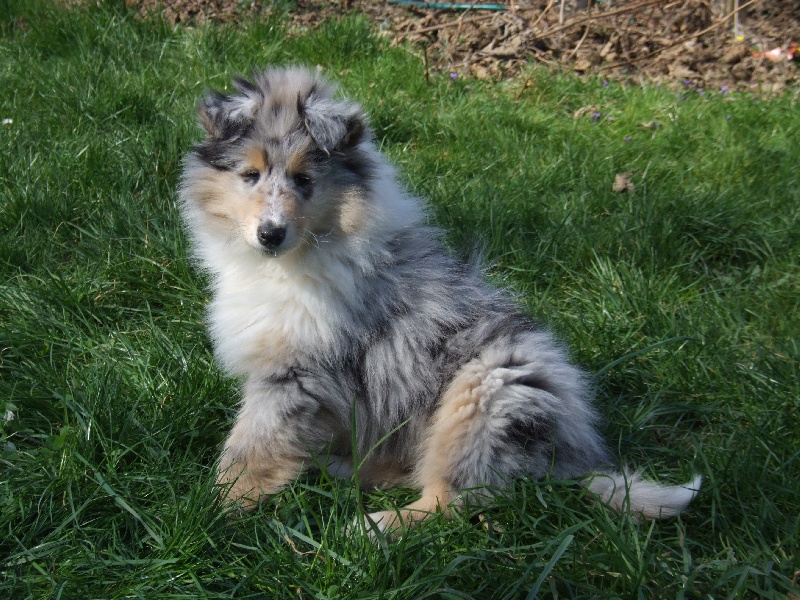 CH. Chanel silver swann de Comborcière