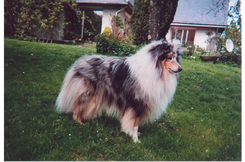 Publication : de Comborcière Auteur : Mireille Quirion ( 19-10-2010 )