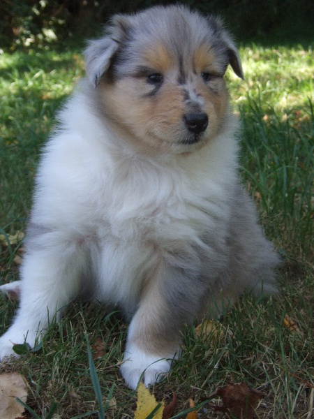 Flores lola de Comborcière