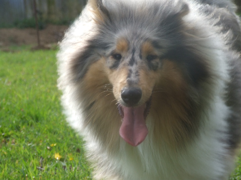 Flores lola de Comborcière