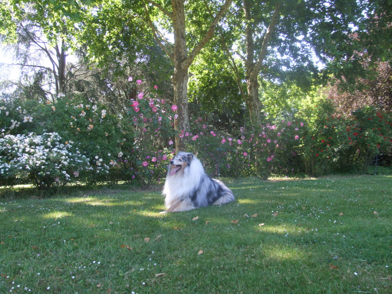 Publication : de Comborcière Auteur : Mireille Quirion ( 19-10-2010 )