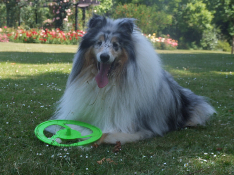 Publication : de Comborcière Auteur : Mireille Quirion ( 19-10-2010 )