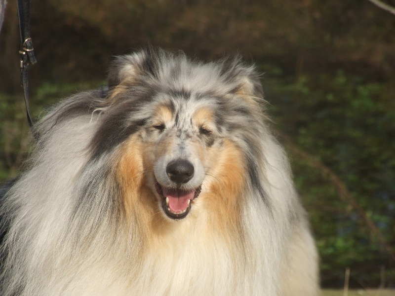 Publication : de Comborcière Auteur : Mireille Quirion ( 19-10-2010 )