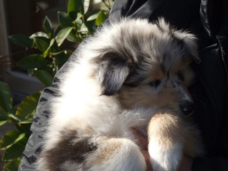 CH. Chanel silver swann de Comborcière