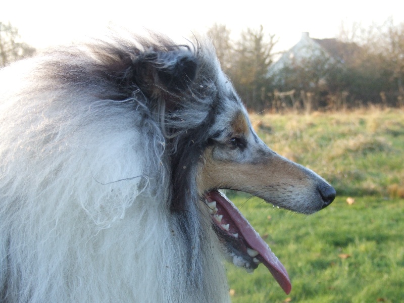 CH. Chanel silver swann de Comborcière