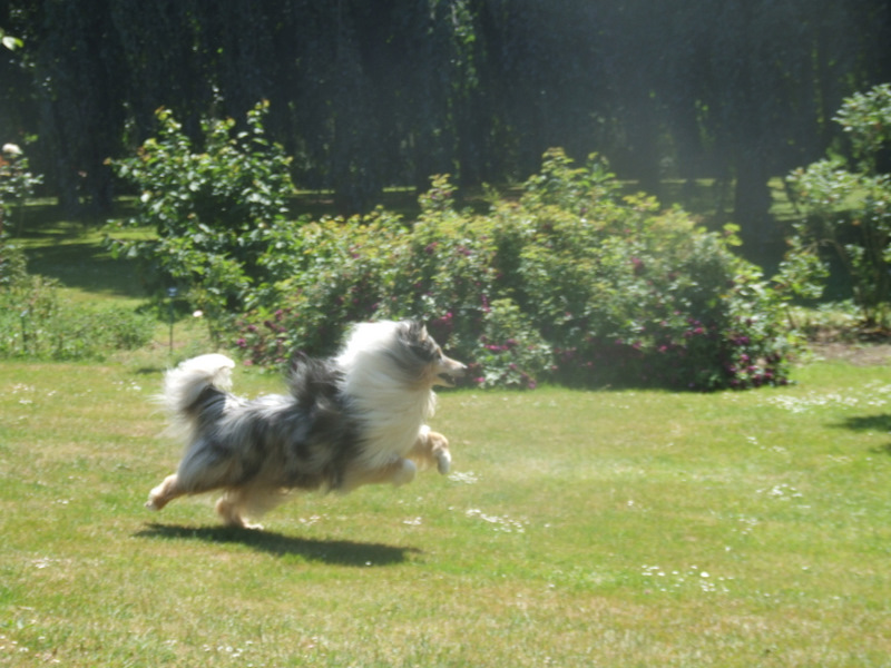 Publication : de Comborcière Auteur : Mireille Quirion ( 19-10-2010 )