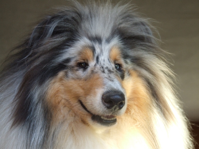 Publication : de Comborcière Auteur : Mireille Quirion ( 19-10-2010 )