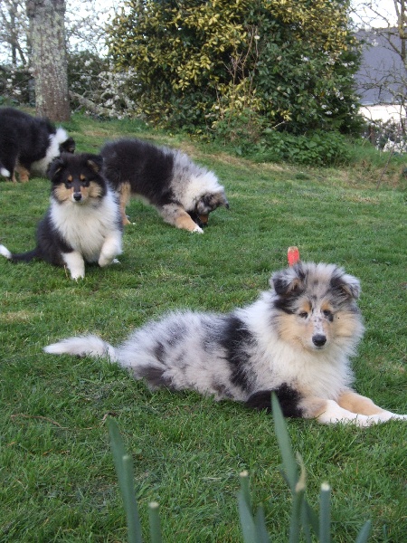 CH. Chanel silver swann de Comborcière